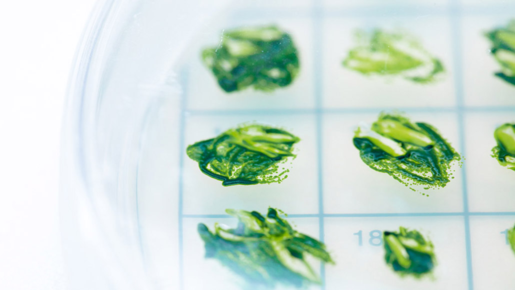 Geavanceerd onderzoek naar biobrandstoffen en algen: gericht op de technische capaciteit om tegen 2025 10.000 vaten per dag te produceren